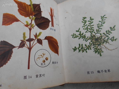 《常用中草药图谱》——文革时期的中医药视觉记忆与实用汇编