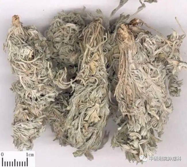 茵陈 利湿退黄的良药，春季养肝的使者