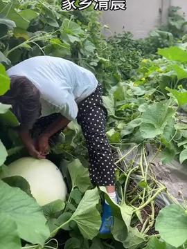 只愿多助一分力 猕猴桃作为应季初级农产品的价值与意义