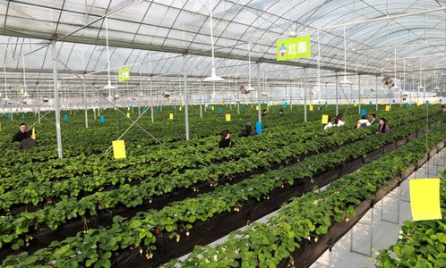 花溪区探索农产品区域公用品牌破局 '花小莓'，娇艳欲滴惹人醉